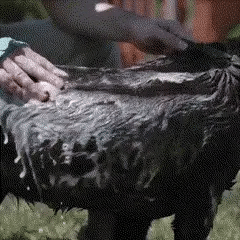 MANGUERA PARA BAÑAR MASCOTAS